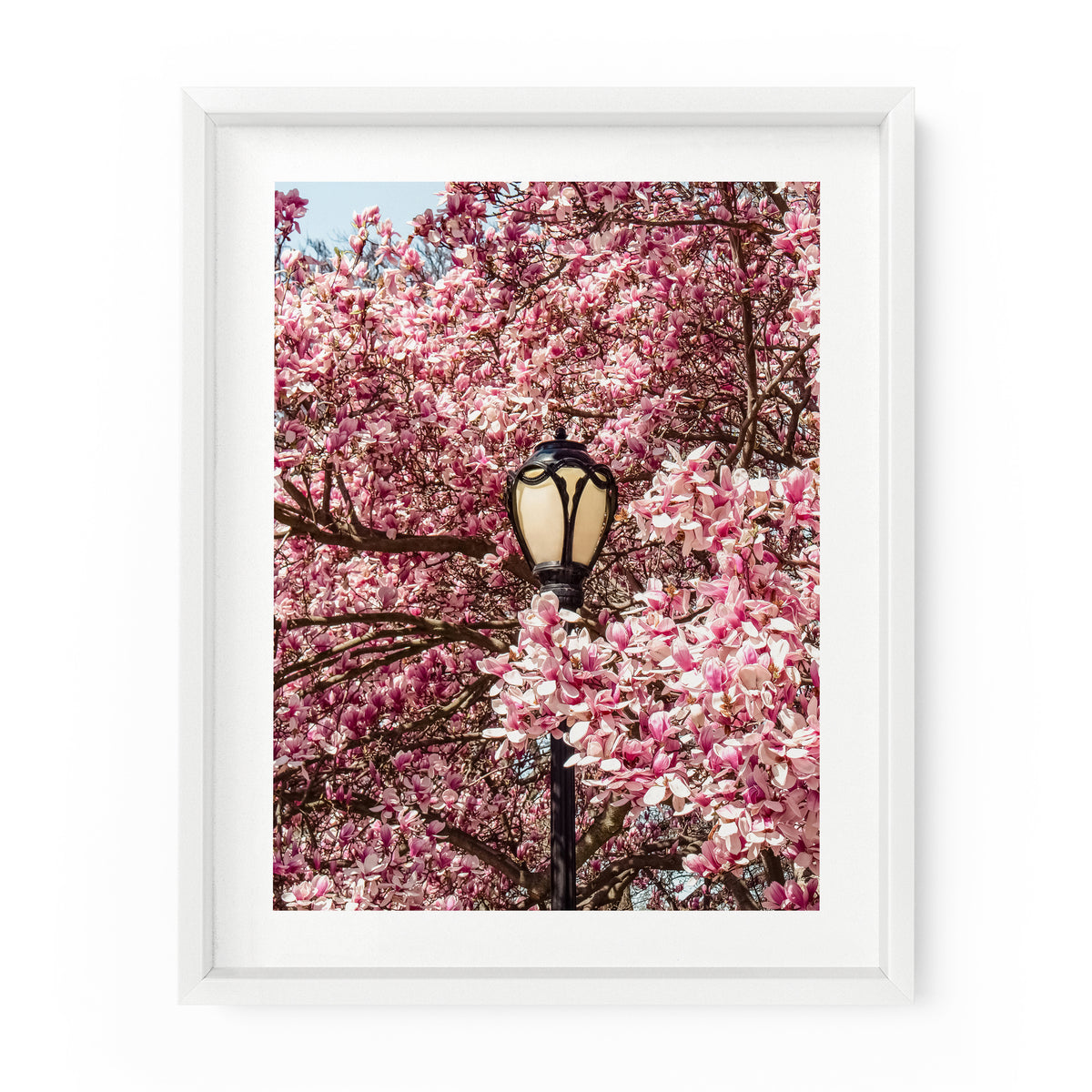 Central Park Lamppost Spring Magnolias | Fine Art Photography Print