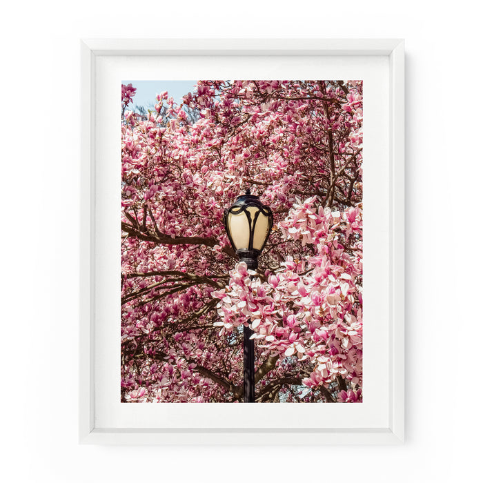 Central Park Lamppost Spring Magnolias | Fine Art Photography Print
