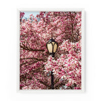Central Park Lamppost Spring Magnolias | Fine Art Photography Print