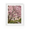 Grace Church Magnolias | Fine Art Photography Print