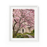 Grace Church Magnolias | Fine Art Photography Print