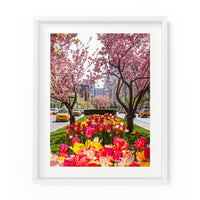 Park Avenue Spring Blooms | Fine Art Photography Print