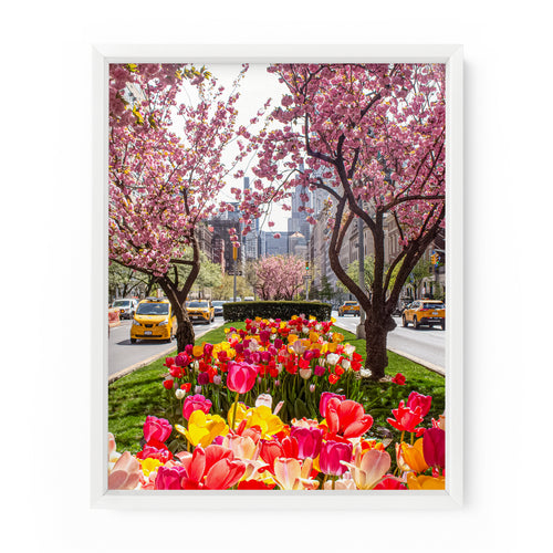 Park Avenue Spring Blooms | Fine Art Photography Print