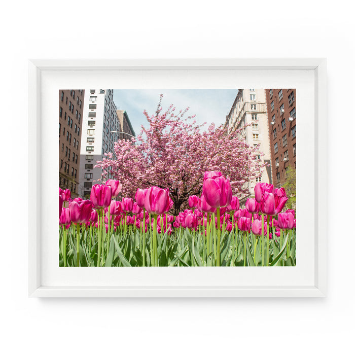 Park Avenue Spring Purple Tulips | Fine Art Photography Print