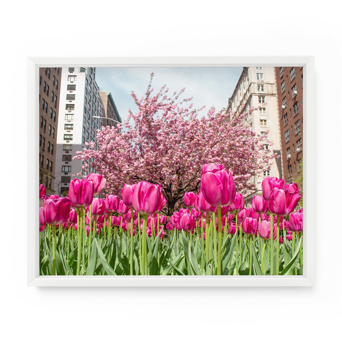 Park Avenue Spring Purple Tulips | Fine Art Photography Print