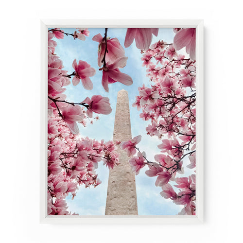 Cleopatra's Needle Magnolias (Central Park) | Fine Art Photography Print
