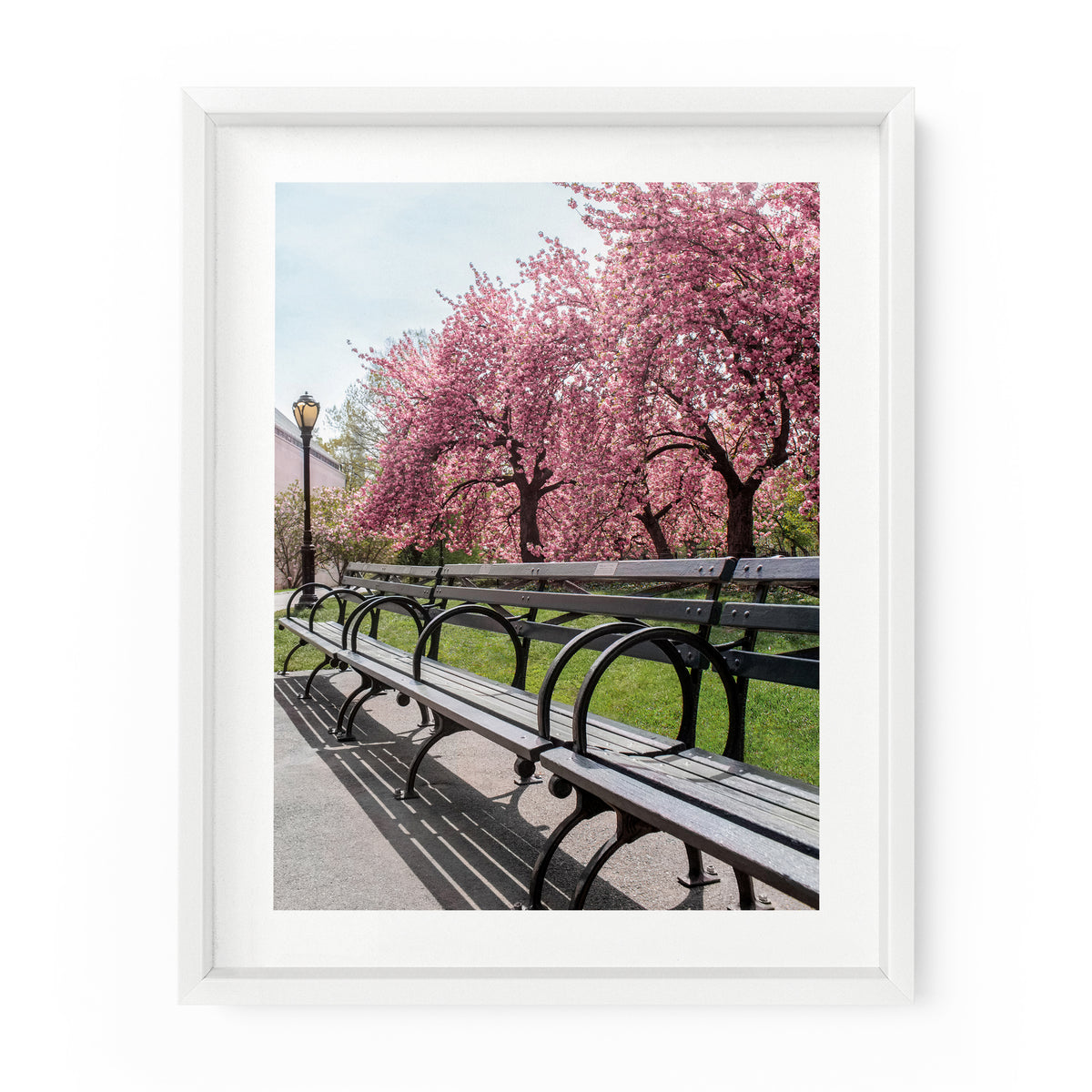 Central Park Bench Cherry Blossoms | Fine Art Photography Print