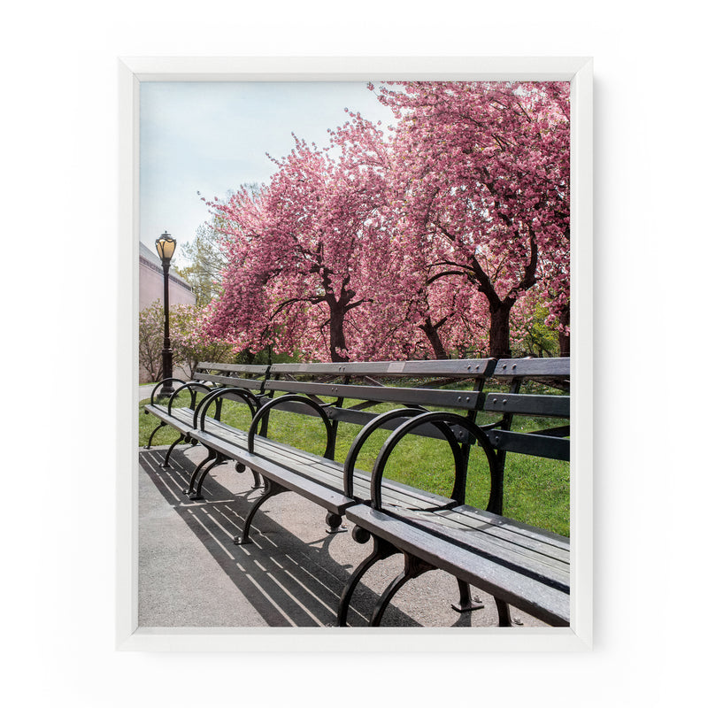 Central Park Bench Cherry Blossoms | Fine Art Photography Print
