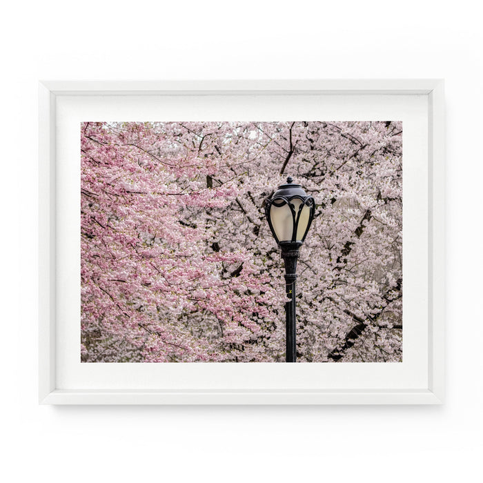 Central Park Lamp Post Cherry Blossoms | Fine Art Photography Print