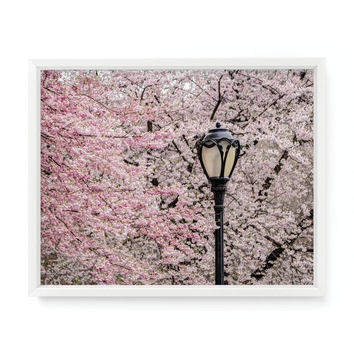 Central Park Lamp Post Cherry Blossoms | Fine Art Photography Print