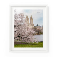 Gorgeous cherry blossoms on Cherry Hill in Central Park. NYC Art Photography Print.