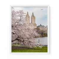 Gorgeous cherry blossoms on Cherry Hill in Central Park. NYC Art Photography Print.