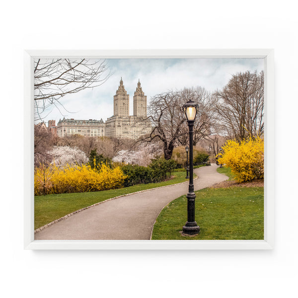 Central Park Forsythia Path | Fine Art Photography Print