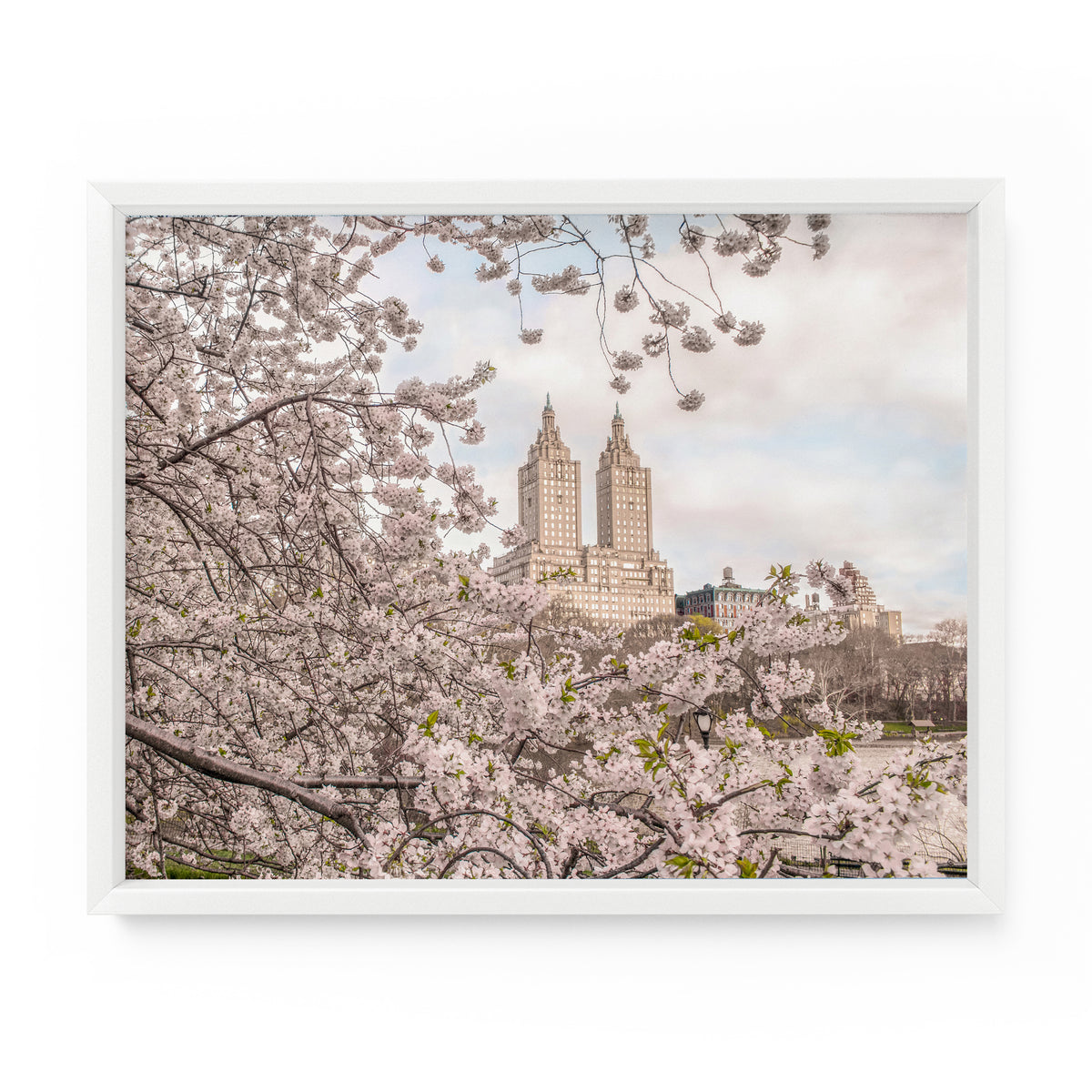 Central Park Spring Yoshino Cherry Blossoms | Fine Art Photography Print