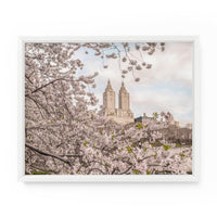 Central Park Spring Yoshino Cherry Blossoms | Fine Art Photography Print