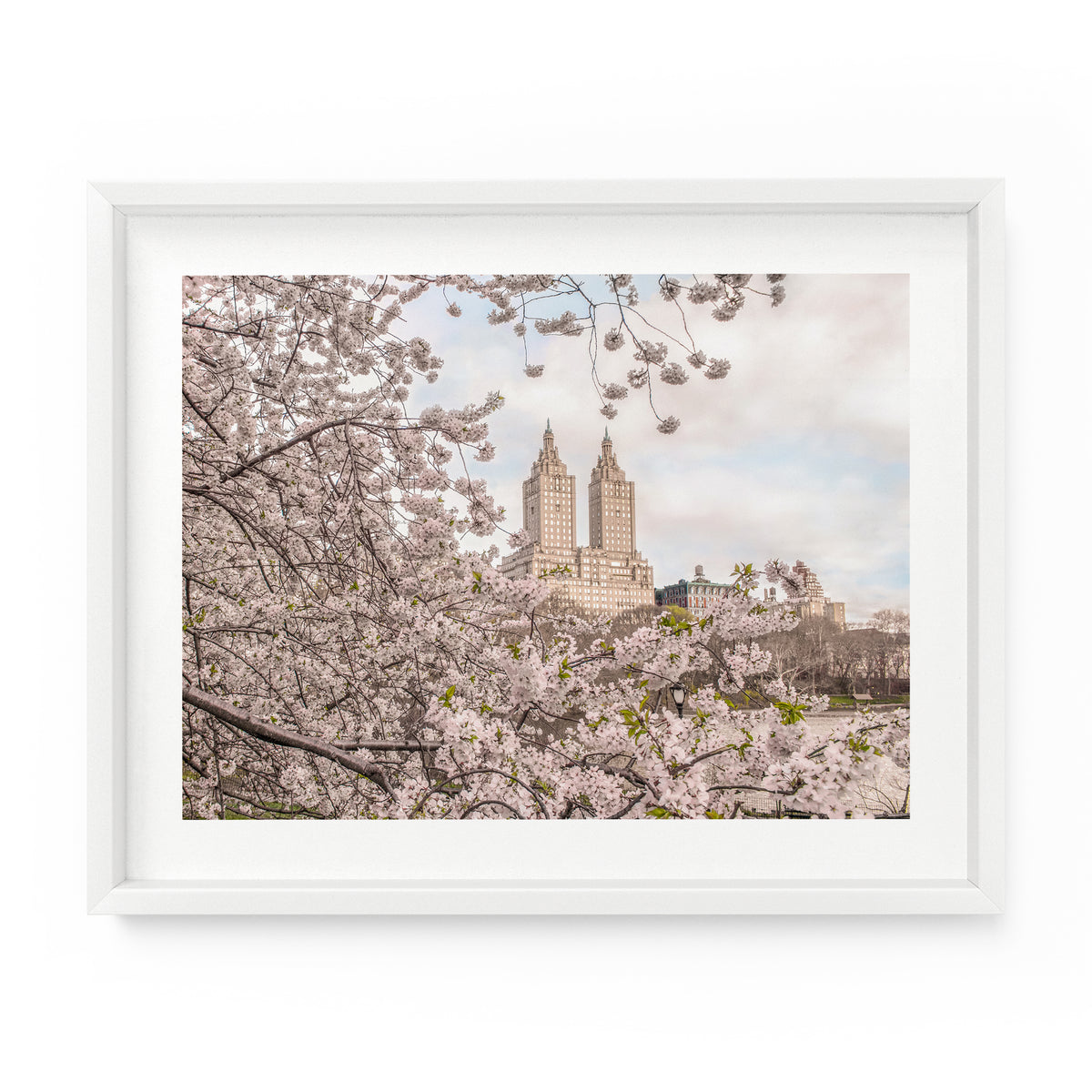 Central Park Spring Yoshino Cherry Blossoms | Fine Art Photography Print