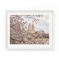 Central Park Spring Yoshino Cherry Blossoms | Fine Art Photography Print
