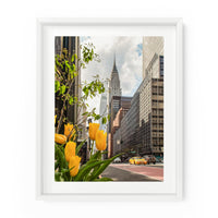 Yellow tulips bloom near the Chrysler Building in Manhattan. NYC Art Photography Print.