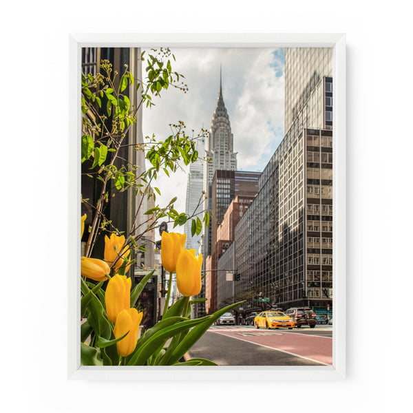 Yellow tulips bloom near the Chrysler Building in Manhattan. NYC Art Photography Print.