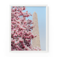 Cleopatra's Needle Magnolia Blossoms (Central Park) | Fine Art Photography Print