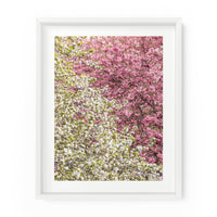 Diagonal Central Park Blossoms | Fine Art Photography Print