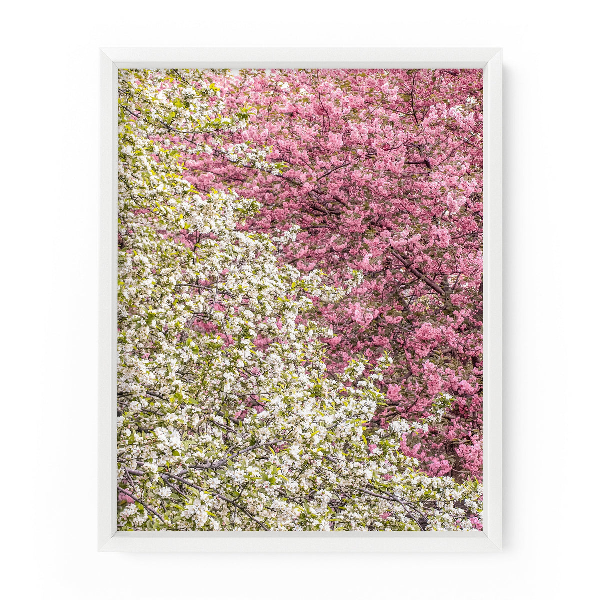 Diagonal Central Park Blossoms | Fine Art Photography Print