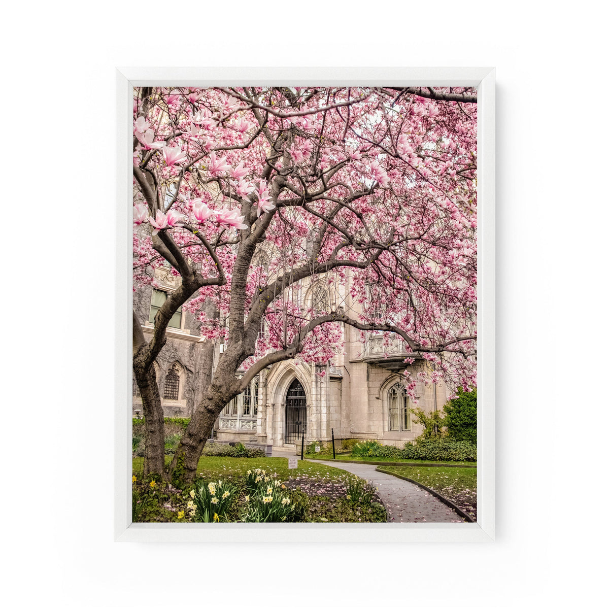 Grace Church Magnolias | Fine Art Photography Print