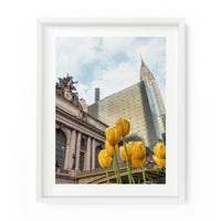 Yellow tulips bloom near Grand Central Terminal in New York City. NYC Art Photography Print.