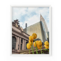 Yellow tulips bloom near Grand Central Terminal in New York City. NYC Art Photography Print.