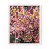 Greenwich Street Cherry Blossoms | Fine Art Photography Print