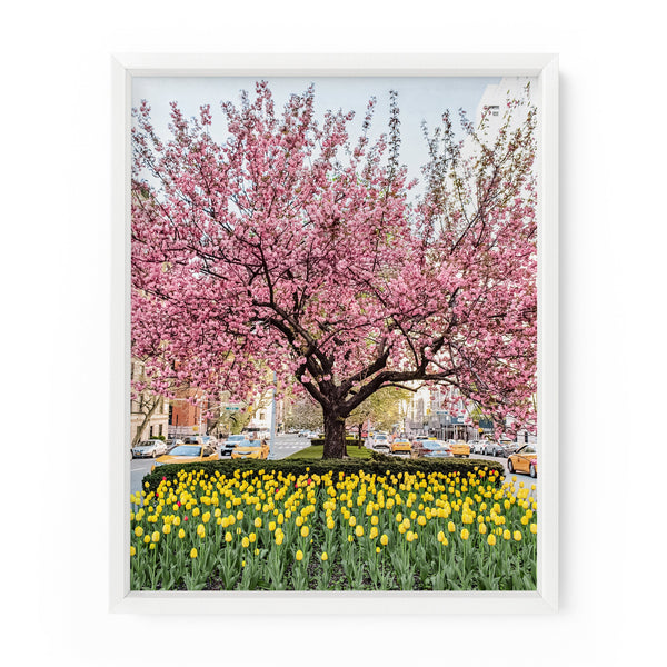 Park Avenue Blossoms | Fine Art Photography Print