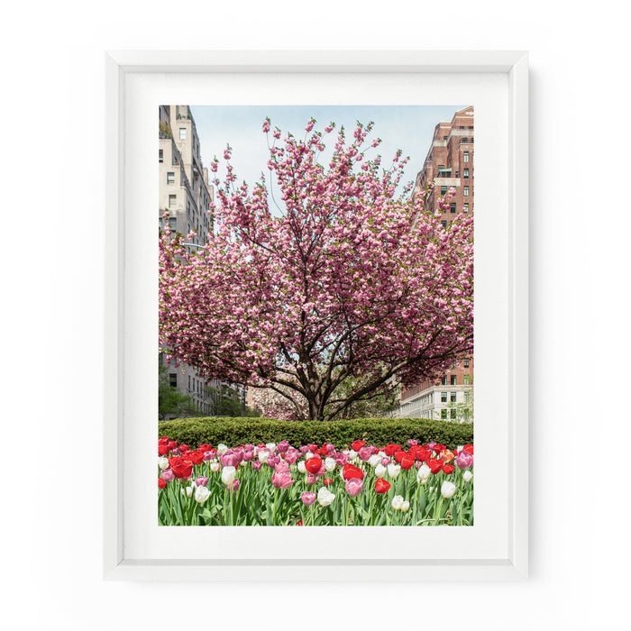 Park Avenue Spring Flowers | Fine Art Photography Print