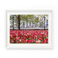 Pumphouse Park Tulips (Lower Manhattan) | Fine Art Photography Print