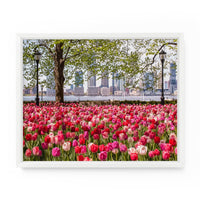 Pumphouse Park Tulips (Lower Manhattan) | Fine Art Photography Print