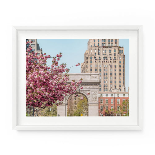 A fine art photograph featuring pink cherry blossoms in Washington Square Park, New York City, with a background of buildings and a clear sky.
