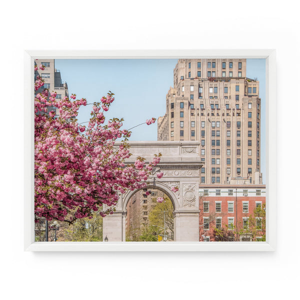 Washington Square Park Cherry Blossoms | Fine Art Photography Print