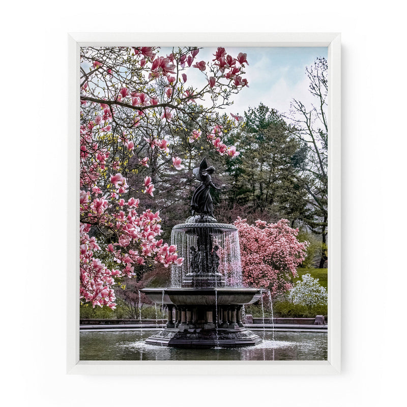 Bethesda Fountain Blossoms (Central Park) | Fine Art Print