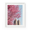 Central Park West Cherry Blossoms | Fine Art Print