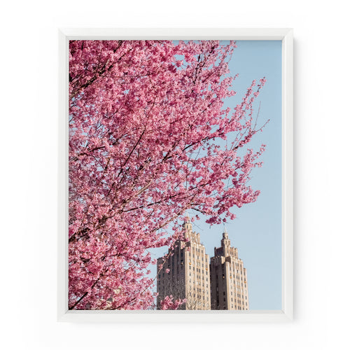 Central Park West Cherry Blossoms | Fine Art Photography Print