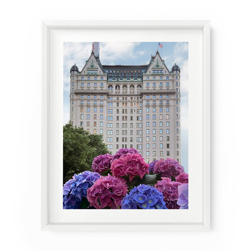 Hydrangeas at The Plaza | Fine Art Photography Print
