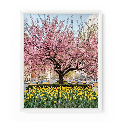Park Avenue Blossoms | Fine Art Print